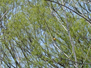 I think this is a Baltimore Oriole